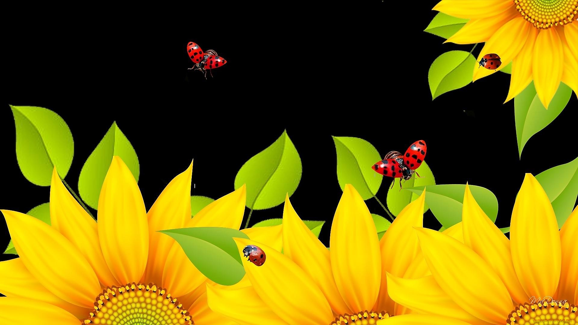  ,  , flowers, , , 